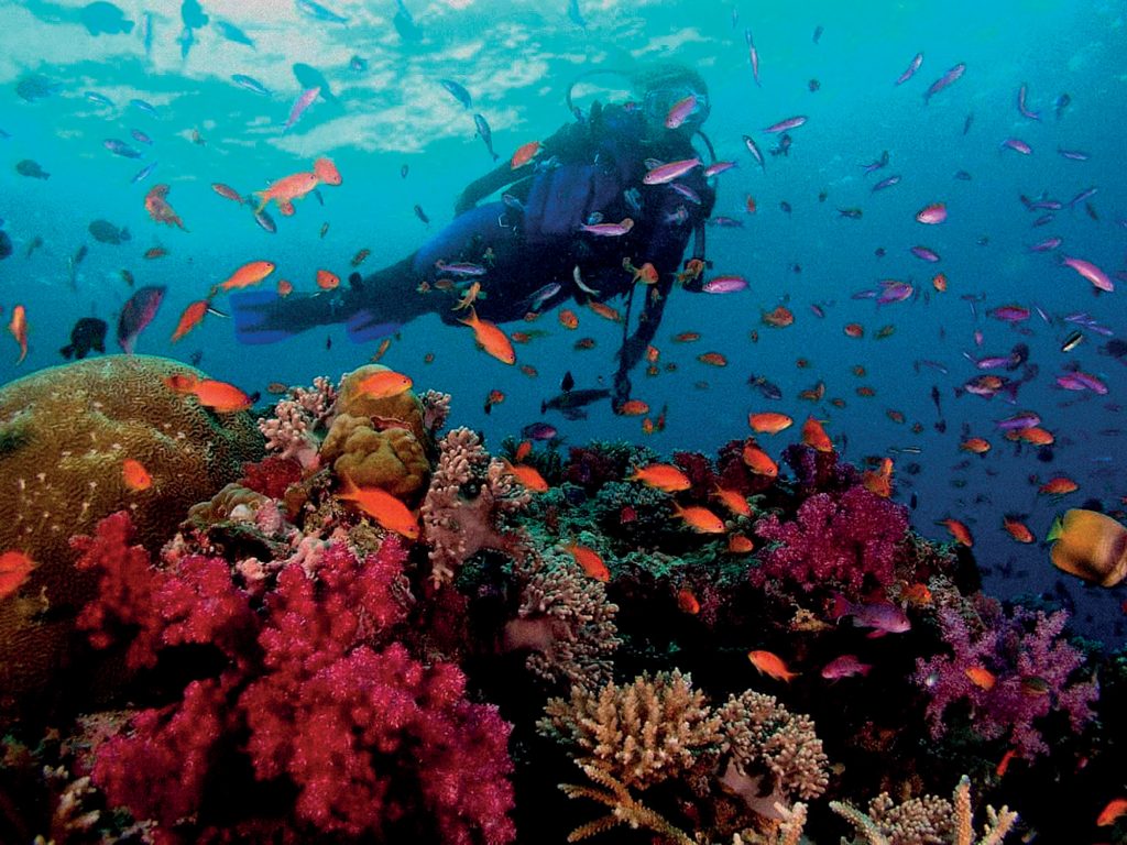 Gầm Ghì, rạn san hô cùng những đàn cá đủ màu sắc rực rỡ